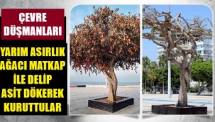 Belediye personelleri, ağacı asitle kuruttu