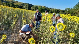 Çanakkale'de 32 köyü çayır tırtılı istila etti