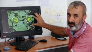 Çanakkale'de çayır tırtılı seferberliği