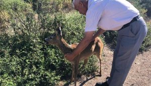 Çanakkale'de otomobilin çarptığı karaca tedavi edildi