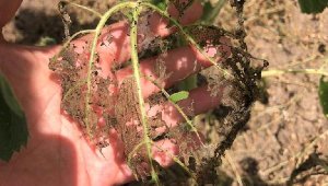 'Çayır tırtılı', Manyas'taki ayçiçeği tarlalarını da istila etti