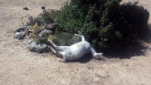 Çoban ve keçisi su kuyusunda ölü bulundu