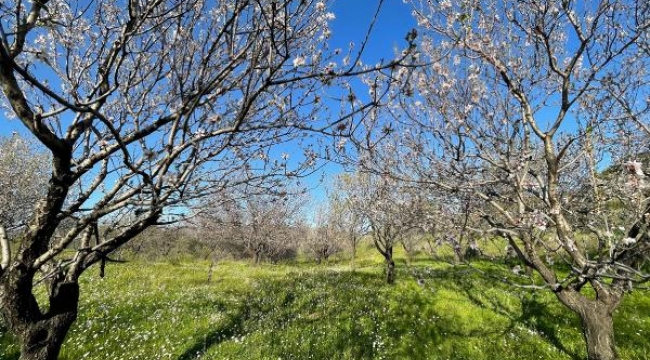 Datça'da badem üreticisine badem kırma ve ayıklama makinesi desteği