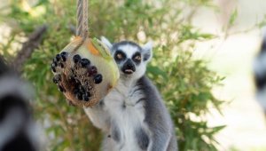 Doğal Yaşam Parkı sakinlerine yaz sıcağında özel buzlu menü