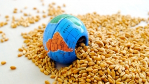 Dünya tahıl krizini Türkiye çözdü