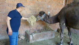 Fiyatı 45 bin lirayı bulan kurbanlık devede talep karşılanamıyor