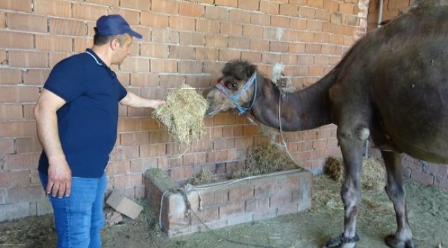 Fiyatı 45 bin lirayı bulan kurbanlık devede talep karşılanamıyor