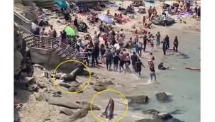 Foklar sahilde güneşlenenleri kovaladı