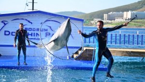 Gösteri merkezinde yunus ölümüne tepki