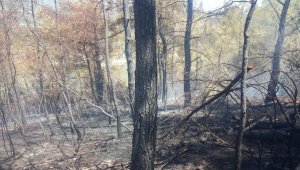 Havran'da orman yangını büyümeden söndürüldü