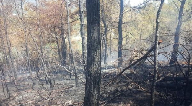 Havran'da orman yangını büyümeden söndürüldü