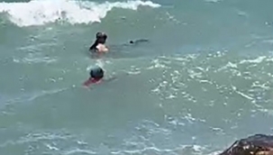 İzmir'de yavrusu ölen yunus intihara kalktı