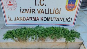 İzmir'de 51 kilo esrar ele geçirildi; 48 gözaltı