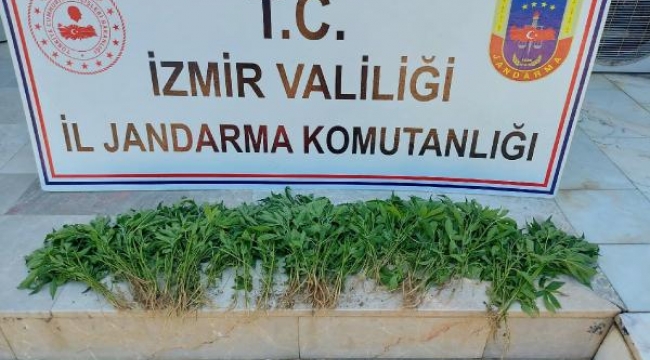 İzmir'de 51 kilo esrar ele geçirildi; 48 gözaltı