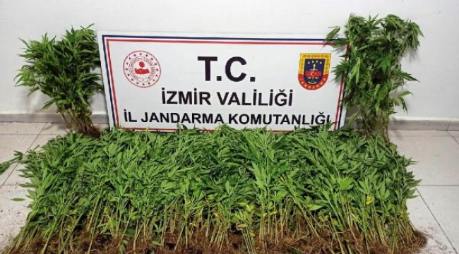 İzmir'de jandarmadan uyuşturucu operasyonları