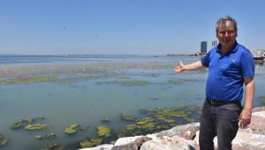 İzmir'de sahil deniz marulu ile yeşile büründü