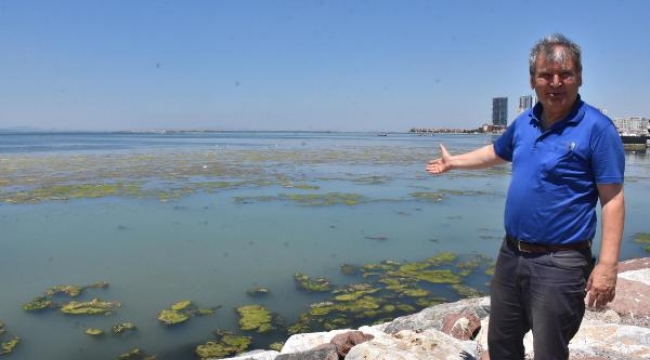 İzmir'de sahil deniz marulu ile yeşile büründü