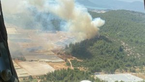 İzmir'de serada çıkan yangın, ormana sıçradı