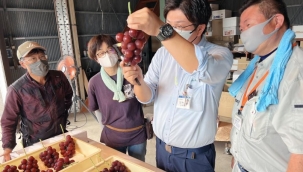 Japonya'da özel üretildi! Salkımı 10 bin 800 dolar