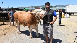 Kurban pazarının en büyüğü 'Toros Kaplanı', 67 bin TL'den satıldı