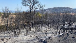 Manisa'daki orman yangını 13,5 saat sonra kontrol altında