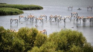 Manyas Kuş Cenneti'nde doğan yavrular, göç öncesi uçmayı öğreniyor