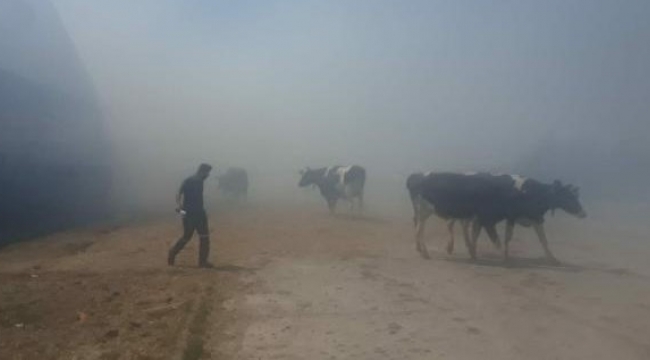 Meraya salınan hayvanlar yanmaktan kurtuldu