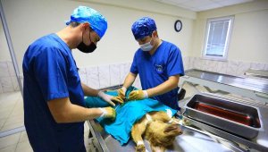 Muğla'da Büyükşehir Belediye Hayvan Barınağı 26 bin 529 can dostuna şifa oldu