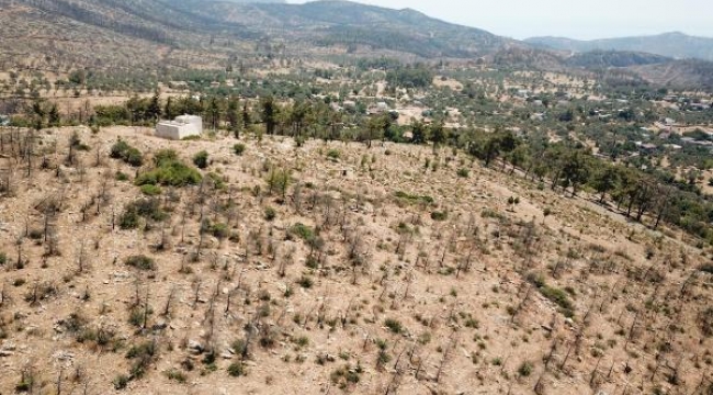 Muğla'da yanan alanlar küllerinden doğuyor