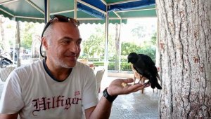 'Paşa' ismini verdikleri karga yavrusunu elleriyle besliyorlar