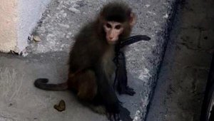 Sokakta gezen maymun yakalandı