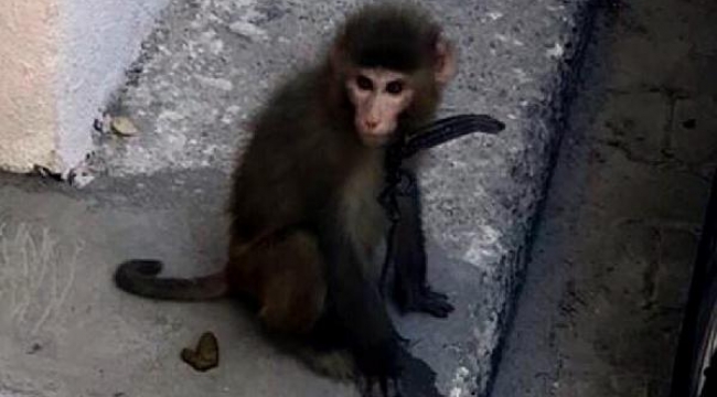 Sokakta gezen maymun yakalandı