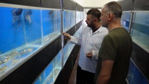 Tescilli Karabiga karidesi kültür ortamına alındı