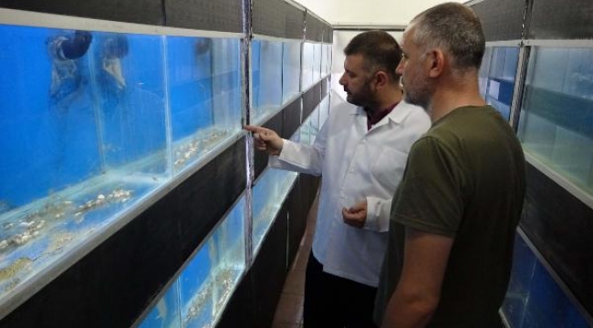 Tescilli Karabiga karidesi kültür ortamına alındı