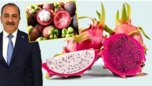 Tropikal meyve ihracatımız yüzde 225 arttı
