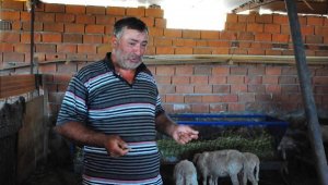 Yaban hayvanlarının parçaladığı keçilerine ağladı