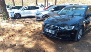 Yangından sonra dikilen fidanların üzeri otopark oldu