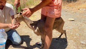 Yaralı dağ keçisi kurtarıldı