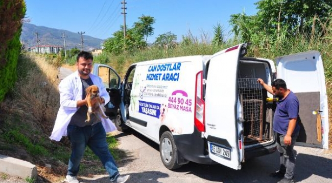 Yavru köpekleri çuvala koyup ölüme terk ettiler