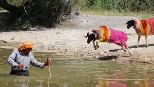 849 yıllık festival 'şap'a gitti! İptal edildi