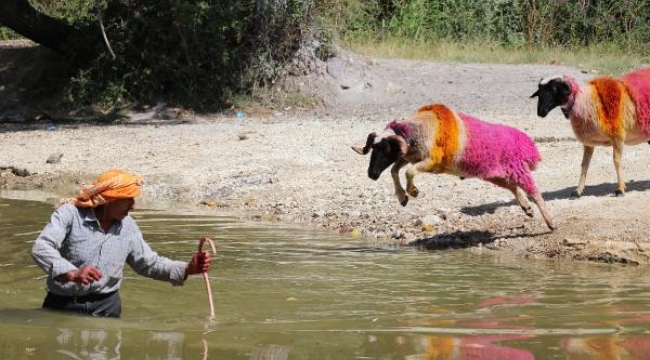 849 yıllık festival 'şap'a gitti! İptal edildi