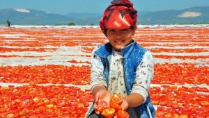 ABD ve Avrupa'nın kuru domatesi, Manisa'dan