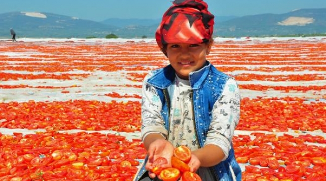 ABD ve Avrupa'nın kuru domatesi, Manisa'dan