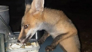 Aç kalan ve kamp alanına gelen tilkiye yiyeceğini verdi