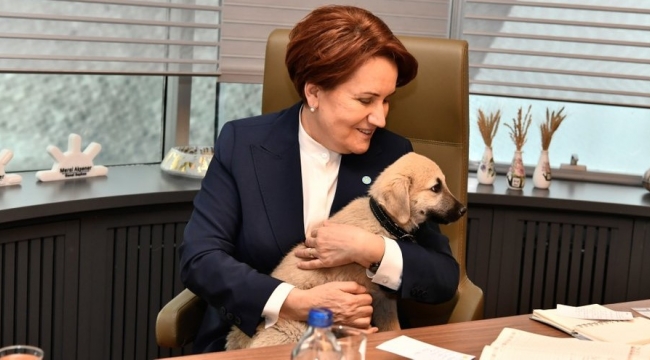 Akşener'i sokak köpeği ısırdı