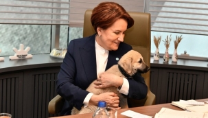 Akşener'i sokak köpeği ısırdı