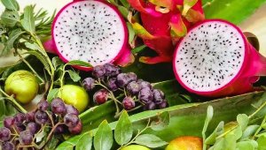 Aydın Büyükşehir Belediyesi ürettiği ejder meyvesinin ilk ürününü aldı