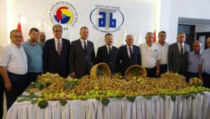 Aydın'ın kuru incirinde 75 bin ton beklentisi