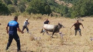 Boğası için Haluk Levent'ten 30 bin TL istedi