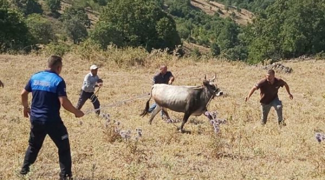 Boğası için Haluk Levent'ten 30 bin TL istedi